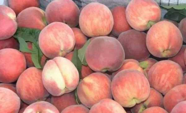 什么可以清除桃子表面的細(xì)毛,桃子去毛怎么洗干凈圖16