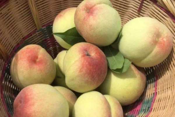 什么可以清除桃子表面的細(xì)毛,桃子去毛怎么洗干凈圖18