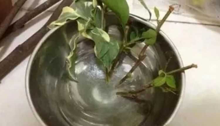 糖水能作為生根水泡玫瑰老樁用嗎