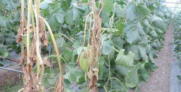 白糖水可以當(dāng)生根水,糖水能作為生根水泡玫瑰老樁用嗎圖5