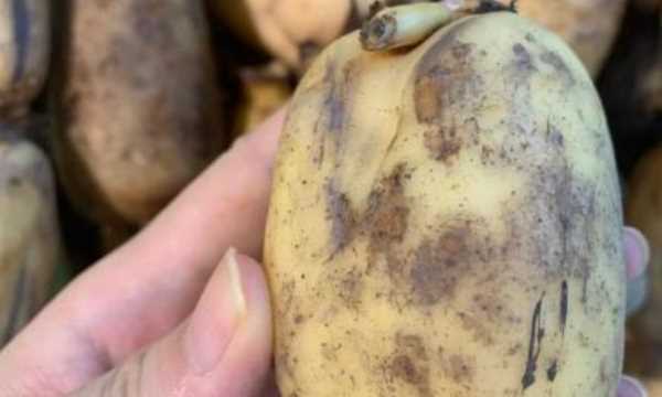 藕有幾個孔的區(qū)別,買藕時注意什么圖6