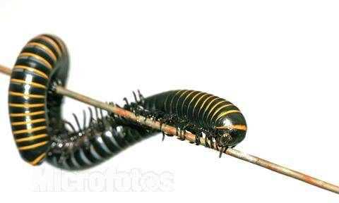 馬陸蟲的天敵是什么,馬陸蟲的克星是什么圖4