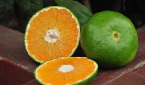 橘子怎么放熟,桔子摘下來很青怎么變熟了圖3