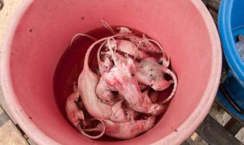 老鼠肉可以吃么