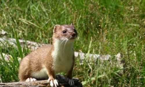 老鼠肉可以吃,老鼠肉可以吃么圖5