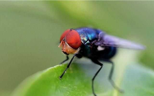 蒼蠅通過什么分辨氣味，蒼蠅討厭什么樣的花香？圖1
