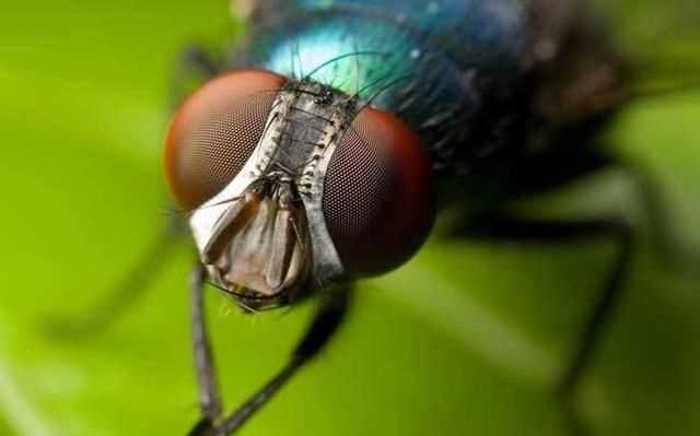 蒼蠅通過什么分辨氣味，蒼蠅討厭什么樣的花香？圖2