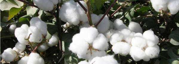 2千克棉花和2千克鐵哪個(gè)重,2千克棉花和2千克鐵哪個(gè)重?圖1