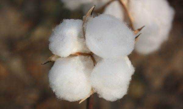 2千克棉花和2千克鐵哪個(gè)重,2千克棉花和2千克鐵哪個(gè)重?圖4