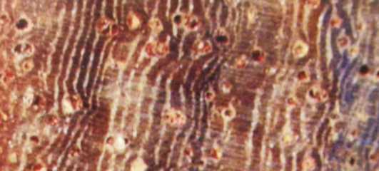 刺猬紫檀是不是紅木,刺猬紫檀是不是紅木圖3