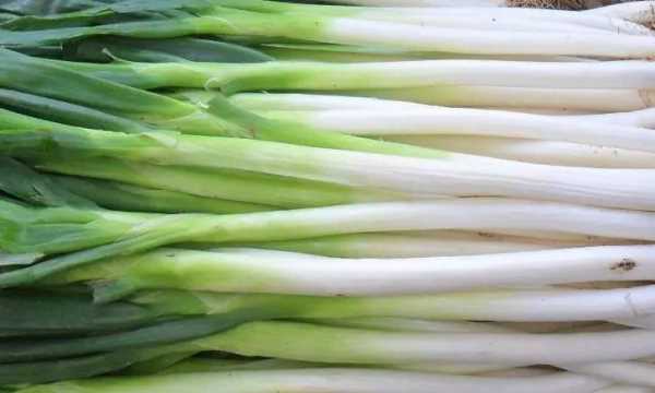 大蔥的寓意和象征,黑狗的寓意和象征是什么?圖1