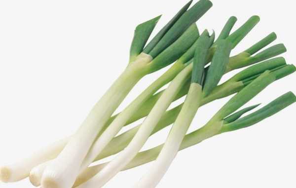 大蔥的寓意和象征,黑狗的寓意和象征是什么?圖2