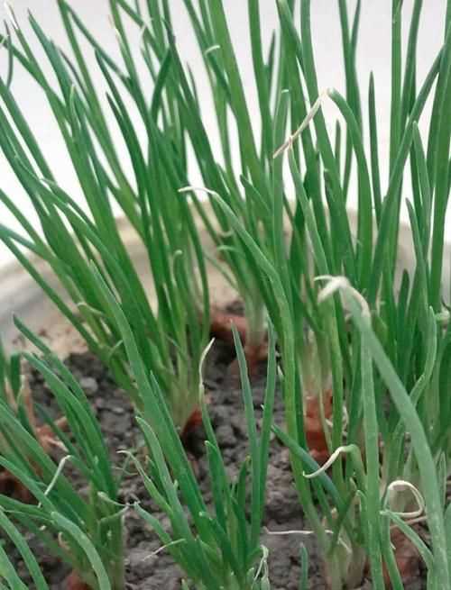 一把蔥的寓意和象征