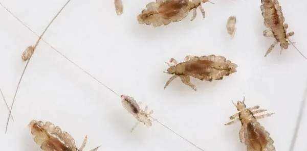 跳蚤藥對(duì)人身體有沒(méi)有害,跳蚤粉對(duì)人體有害嗎圖1