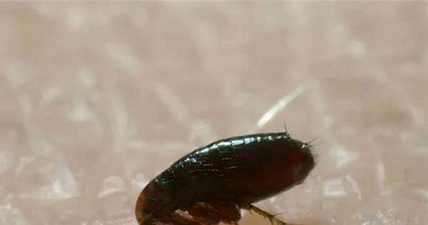 跳蚤藥對(duì)人身體有沒(méi)有害,跳蚤粉對(duì)人體有害嗎圖2