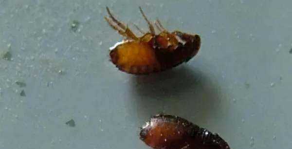 跳蚤藥對(duì)人身體有沒(méi)有害,跳蚤粉對(duì)人體有害嗎圖3