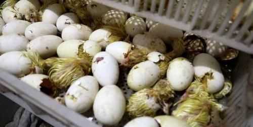 鵝蛋怎么存放，是洗掉蛋殼上的臟東西，在放冰箱還是，不用洗就放進(jìn)去