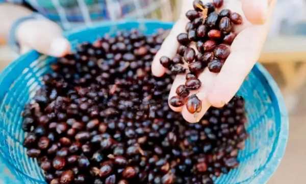 咖啡種類排行榜前十名,世界十大咖啡排名 貓屎圖2