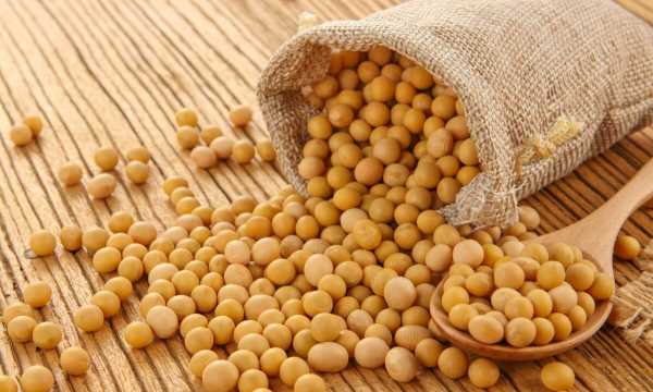 黃豆的生長過程,黃豆的生長過程是什么樣子的圖3