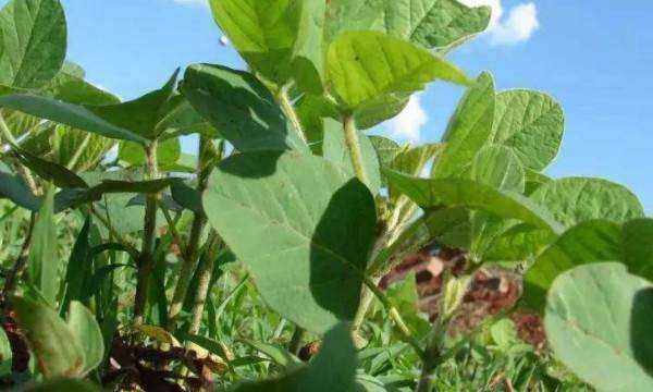 黃豆的生長過程,黃豆的生長過程是什么樣子的圖6