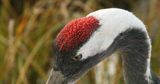 鶴頂紅是什么做的,古代真的有鶴頂紅嗎圖6