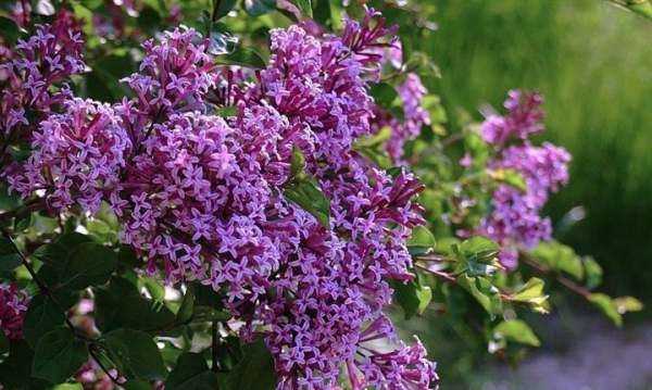 丁香花什么顏色,丁香花是什么顏色圖4