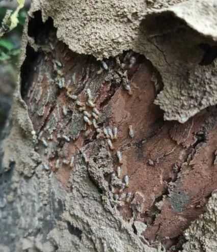 白蟻是一種螞蟻它是一種危害我們的動(dòng)物這句話是對(duì)的還是錯(cuò)的