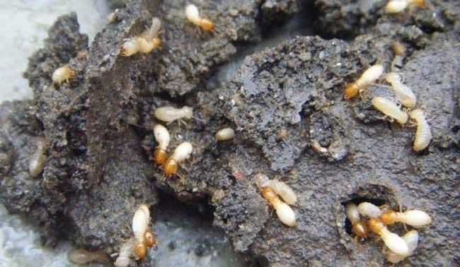 廣昆白蟻粉對(duì)人有什么危害