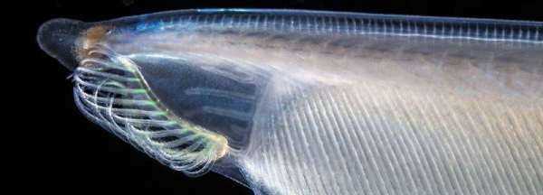 文昌魚又叫什么魚,無頭魚是什么魚圖1