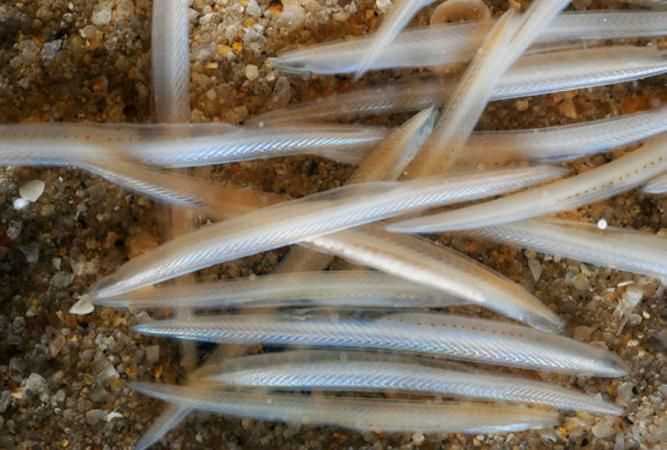 三個(gè)中國珍稀動物的名稱