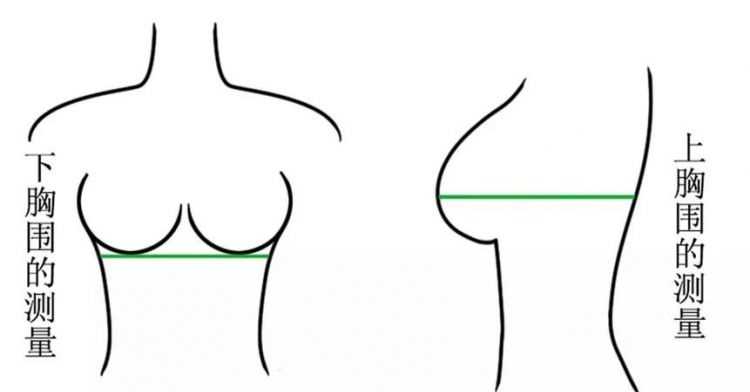 不會(huì)量胸圍怎么知道