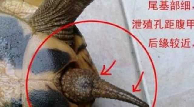 巴西龜怎么分公母，巴西龜怎么分公母？圖1