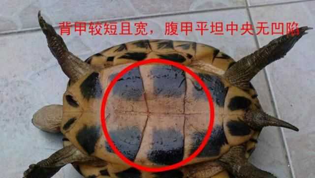 巴西龜怎么分公母，巴西龜怎么分公母？圖2