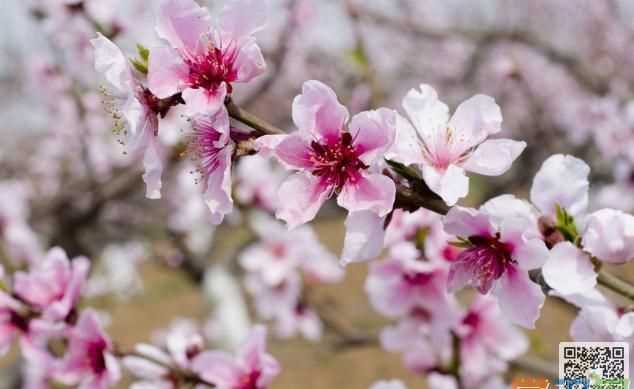 描寫桃花的優(yōu)美句子