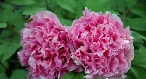 世界各國的國花分別是什么