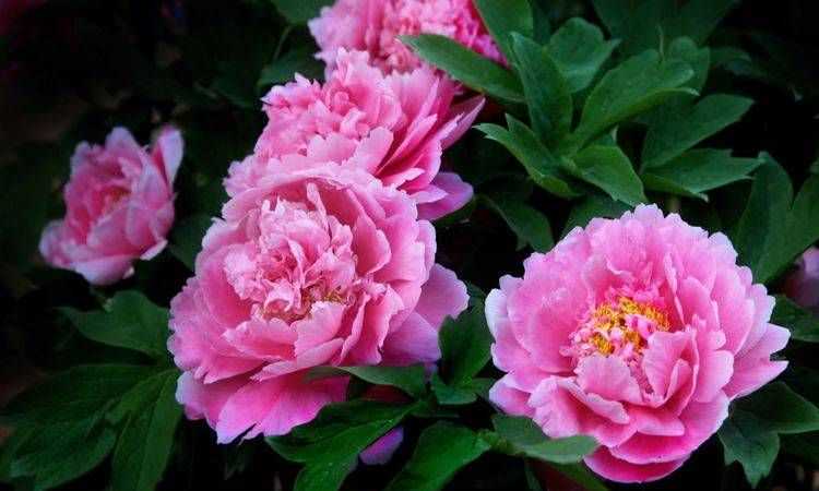 中國十大名花是什么花?