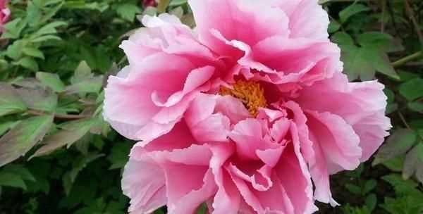 中國十大國花的種類以及顏色名稱