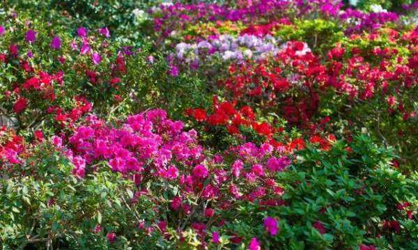 十大國花的顏色,世界各國的國花分別是什么圖4