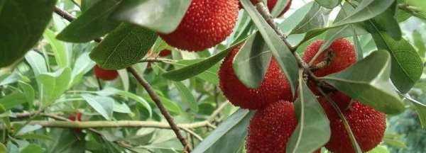 自制冰糖楊梅可以保存多久,自制冰糖楊梅可以保存多久吃圖1