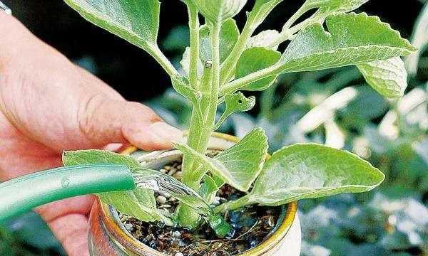 茶水發(fā)酵幾天可以澆花,茶水可以澆花嗎圖3