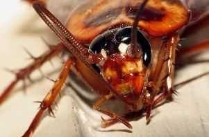 蟑螂白天一般藏在什么地方,蟑螂白天一般藏在什么地方圖2