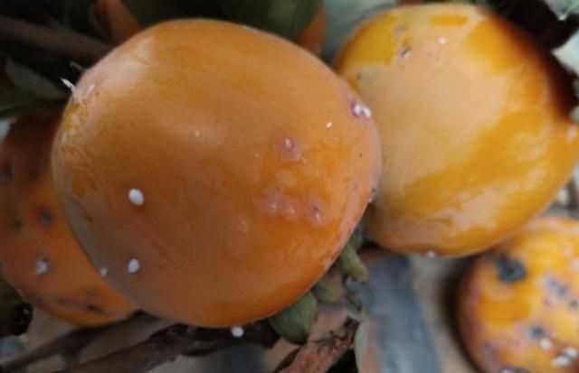 柿子樹上的蟲子叫什么 剌