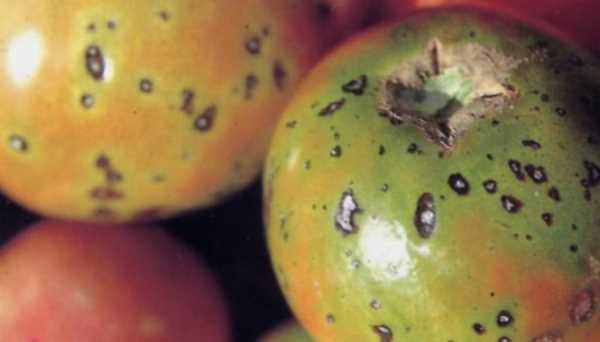 柿子里的蟲子是什么蟲,柿子上的白色蟲子是胭脂蟲是棉蚧嗎圖5