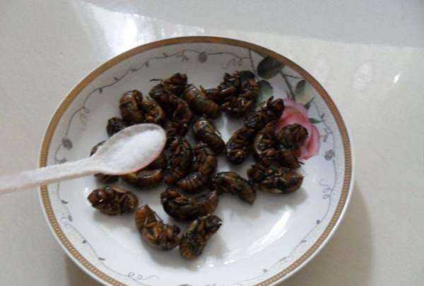 知了猴怎么炸才好吃,知了猴怎么做才好吃圖3