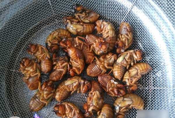 知了猴怎么炸才好吃,知了猴怎么做才好吃圖9