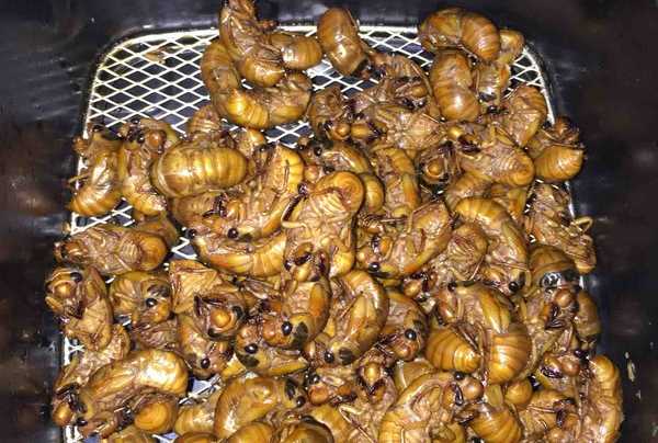 知了猴怎么炸才好吃,知了猴怎么做才好吃圖10