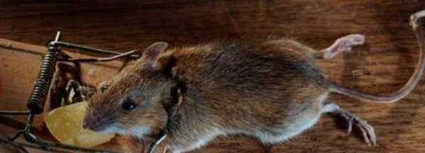 老鼠的尾巴長(zhǎng)還是短,老鼠的尾巴是長(zhǎng)還是短,馬的尾巴圖1