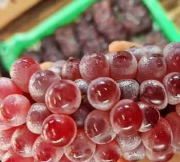 葡萄可以寄快遞嗎,順豐快遞葡萄可以寄