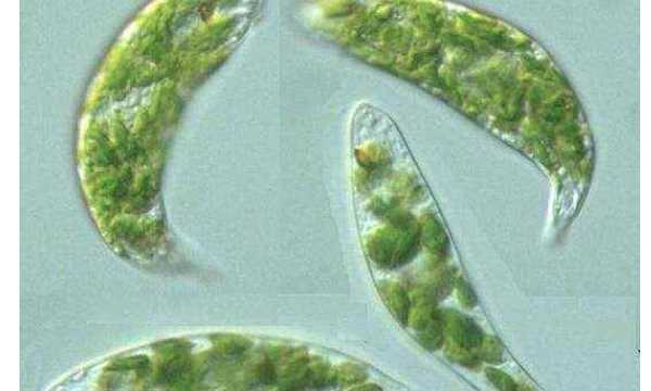 眼蟲(chóng)是植物還是動(dòng)物,眼蟲(chóng)是動(dòng)物還是植物圖1