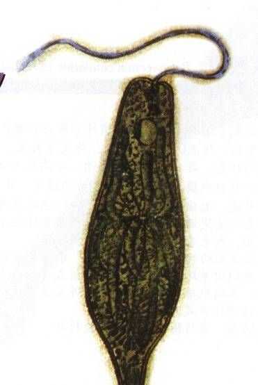 眼蟲(chóng)是植物還是動(dòng)物